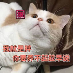 表情包快看,你滑稽搞笑的样子上电视了