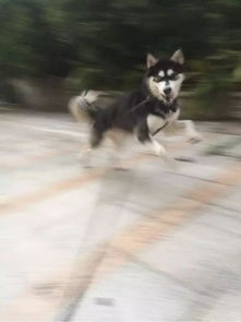 狗狗周末趴在阳台萎靡不振,听到我说出去玩后,脸色瞬间就变成了这样...