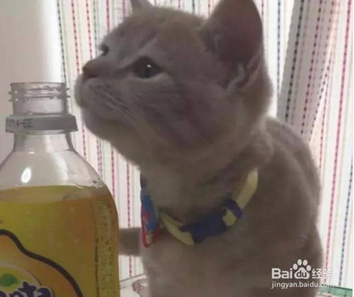 小奶猫闻了闻柠檬味的芬达后的表情亮了