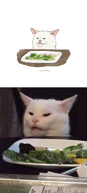 表情包已做好,来见识下互联网热传的30只搞笑猫咪