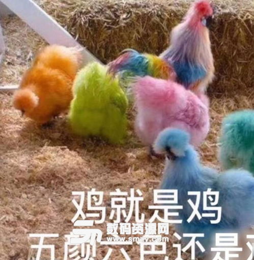 鸡就是鸡五颜六色还是鸡微信表情包下载搞笑表情包无水印版
