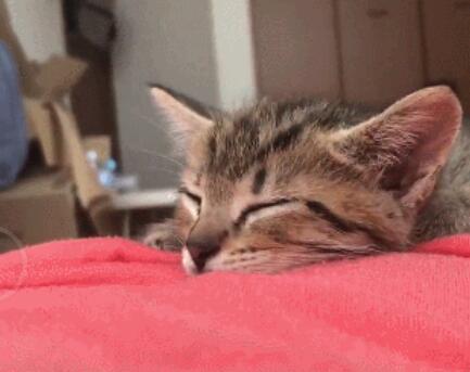 小猫咪趴主人肚子上睡觉,可爱表情萌翻天,猫咪梦里鱼干知多少