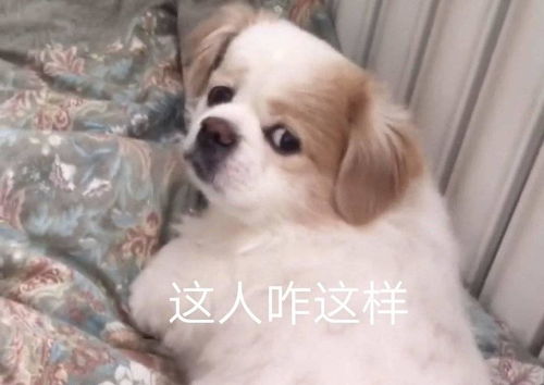 我只是想百度识图找一个这个狗狗的表情包
