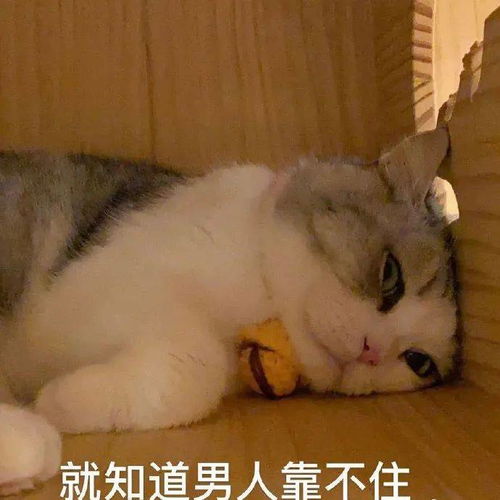 表情包你是我亲自挑选的家人