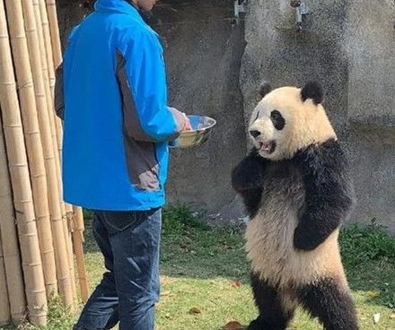 傲娇的大熊猫,一言不合就叉腰,搞怪表情笑翻了