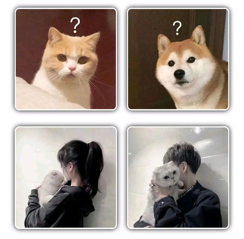 猫咪情侣头像可爱,动物情侣头像,狗狗情侣头像搞怪,狗狗情头,柴犬情头,柴犬可爱头像情侣,猫咪情侣头像可爱,猫猫的情侣头像,猫猫情侣头像无水印,猫咪情侣头像无水印