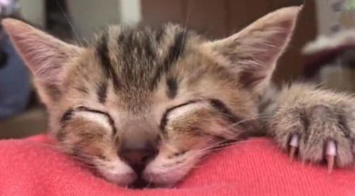 小猫咪趴主人肚子上睡觉,可爱表情萌翻天,猫咪梦里鱼干知多少