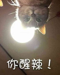 你醒啦表情包西游记