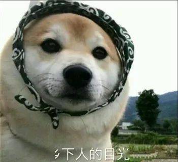 最全沙雕狗子表情包合辑年度最傻狗子都在这儿了