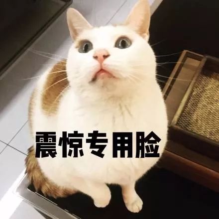 猫咪搞笑表情包表情包