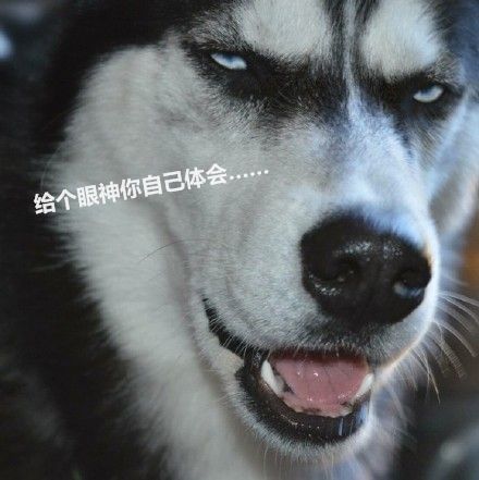 捂脸搞笑主人买来这样的食盆,狗狗吃个饭都生无可恋