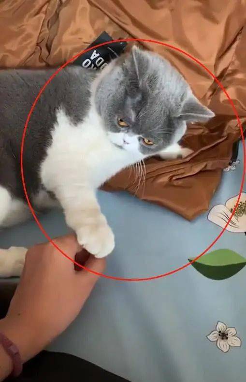 猫咪正在睡觉,主人偷偷拔了它根胡子,结果下一秒它的表情笑喷了