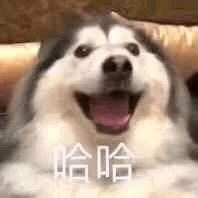 沙雕表情瞧你这个弟弟样