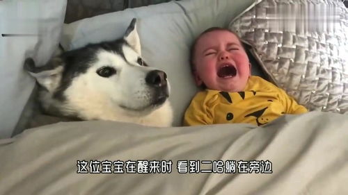 小宝宝偷偷霸占了狗窝,接下来狗狗的反击,妈妈都笑翻了