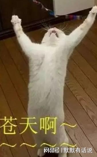 表情图片大全搞笑羊驼