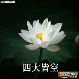 本宫可来晚了好生热闹表情包鸭鸭不在乎小鸭子表情包下载乐游网游戏下载
