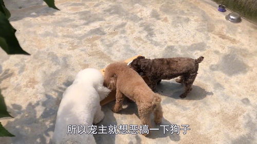 狗狗正在睡觉,小宝宝一下趴到了它身上,狗狗的表情让人难搞懂