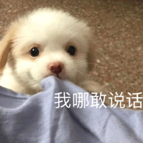 可怜中透着一丝丝搞笑的舔狗语录