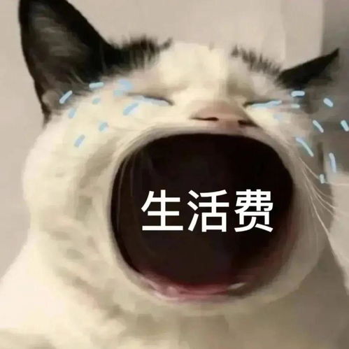 大嘴猫猫表情包无文字
