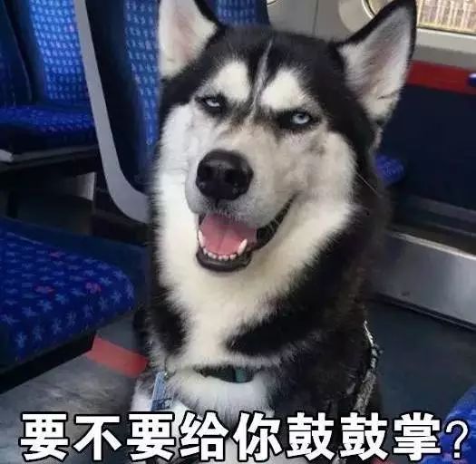 哈士奇搞笑图片表情包头像