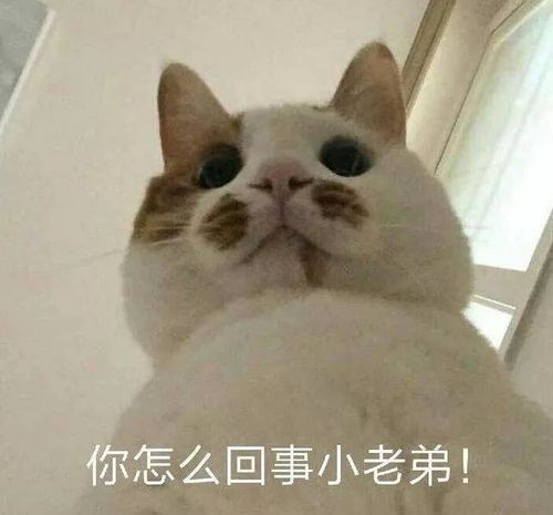 搞笑表情包沙雕图片与我争锋