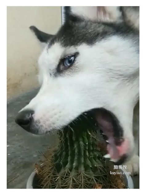 西青测试哈士奇,二哈-北京酷易搜