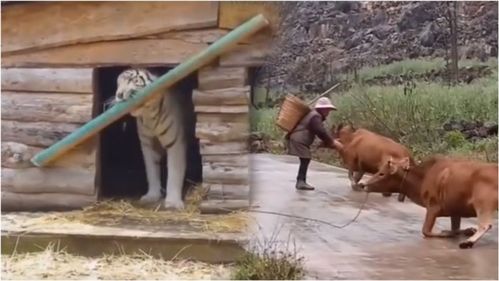 那些罕见的动物搞笑瞬间给猴子变魔术,猴子的表情亮了