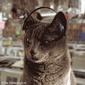 猫咪表演上班的心情