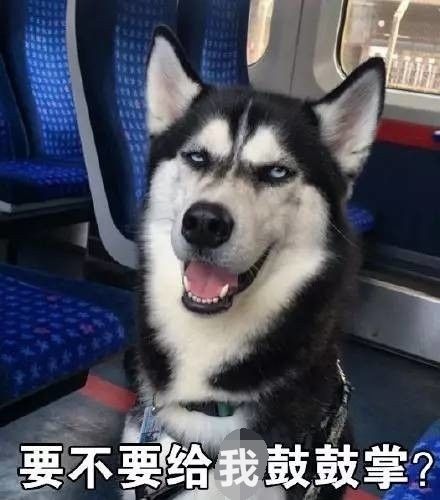 狗语10级带你走进汪星人的内心世界,忍住别笑