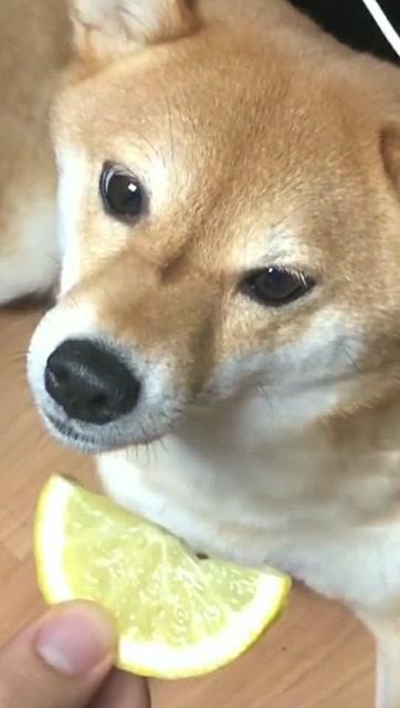 被柠檬酸到的宝宝表情冷漠真好笑