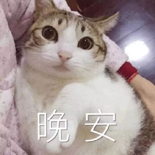 表情包猫咪说晚安