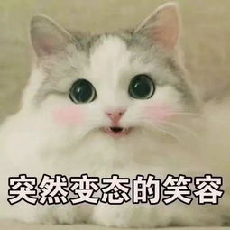 猫咪表情包你是要讲道理,还是要我