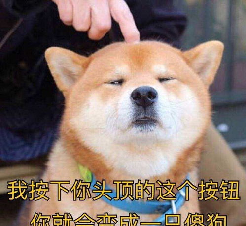 身为养狗人,谁的手机没有几张,狗狗沙雕表情包呢