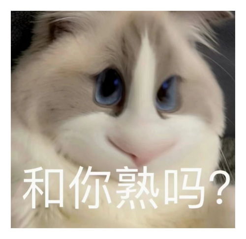表情包一组有趣的表情包49期