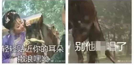 紫薇燃烧我的卡路里高清搞笑表情包一览