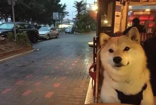 身为养狗人,谁的手机没有几张,狗狗沙雕表情包呢