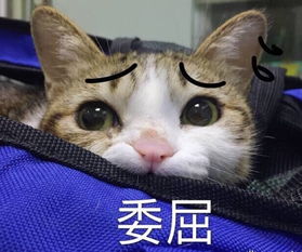 有哪些表情图你百用不厌