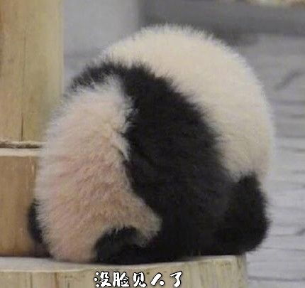 聊天表情库熊猫宝宝可爱表情包炸弹又来啦