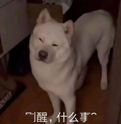 热门沙雕表情包能给我发20块钱红包买个月饼吗