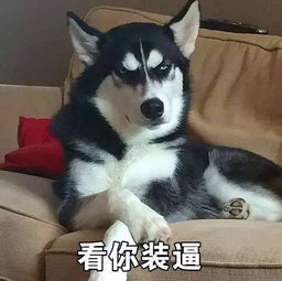 八哥犬荣登二货榜首,你还不知道么