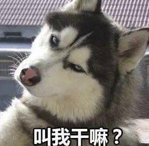 1只狗跑425公里,救了全村人,这种奇迹竟然是真事编剧都不敢编