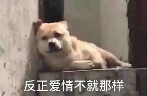 表情包反正爱情不就那样
