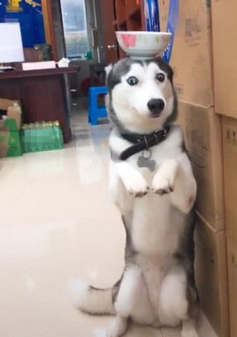 二哈三天两头就犯事,气得主人拉它罚站,看到它这姿势笑抽了