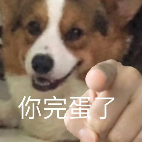 搞笑文案,沙雕表情包平常人刷不到