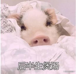 猪猪表情包,本仙女要做个精致的猪猪女孩网友可爱豆本豆了