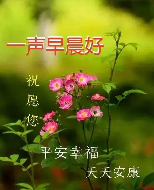 非常漂亮的早安祝福语短信大全,早上好问候动态表情图片带字带祝福语