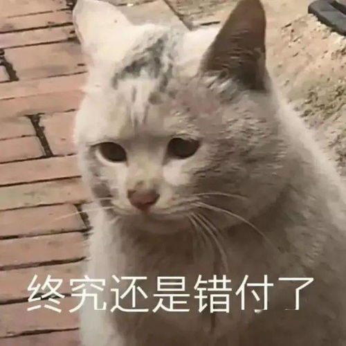 表情包动图可爱沙雕gif表情包