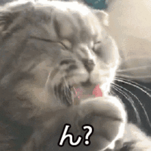 猫小老弟怎么回事疑惑搞怪可爱gif动图动态图表情包下载soogif