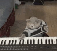搞笑gif我们是有个性有脾气的猫呀