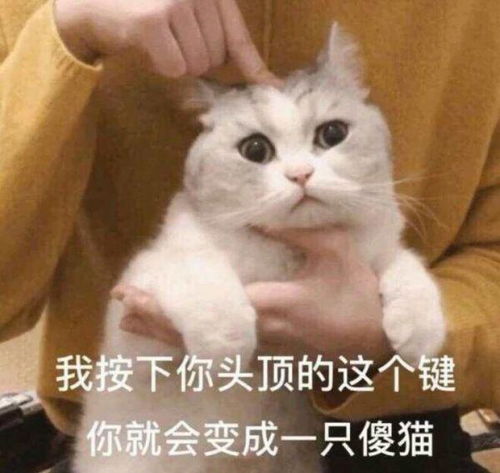 求一张猫的动图表情包